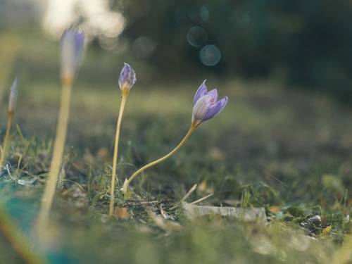 Осеннее чудо.