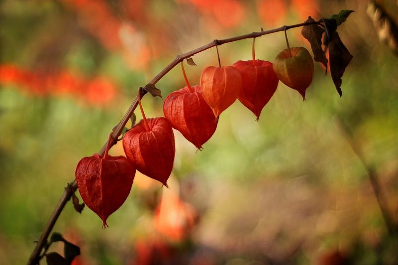 Оранжевая песня фото превью