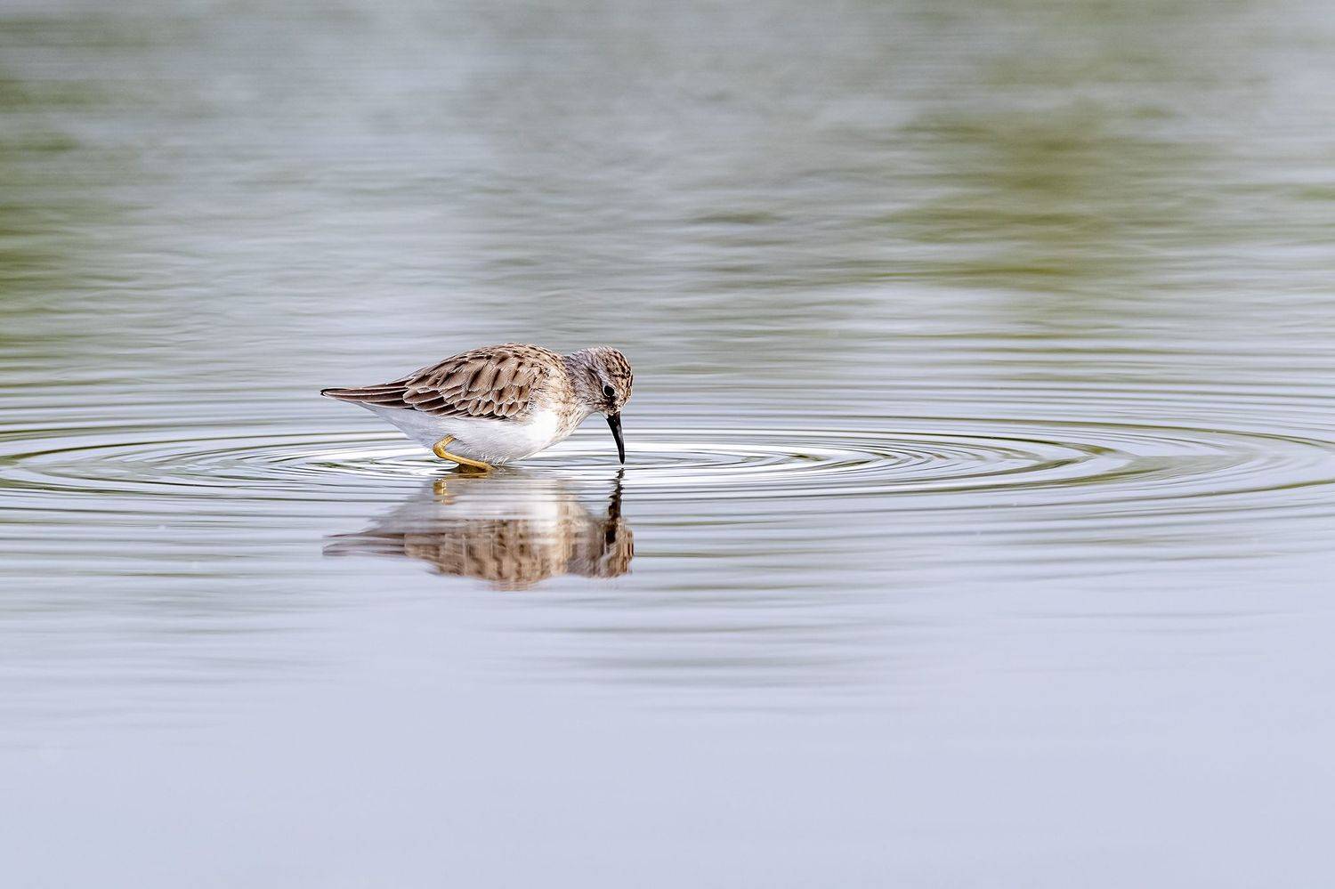 , Burgalin Sequeira Fernando