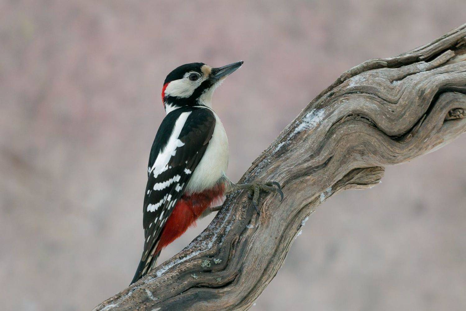 , Алексей Юденков