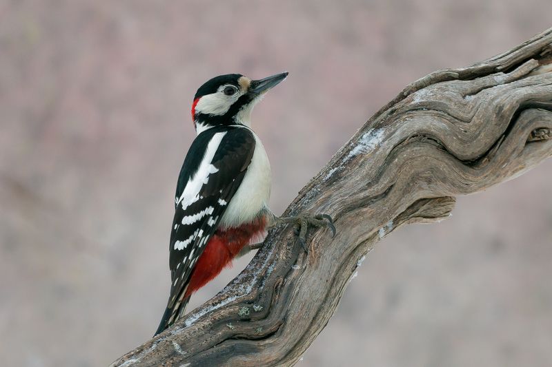 Большой пестрый дятел фото превью
