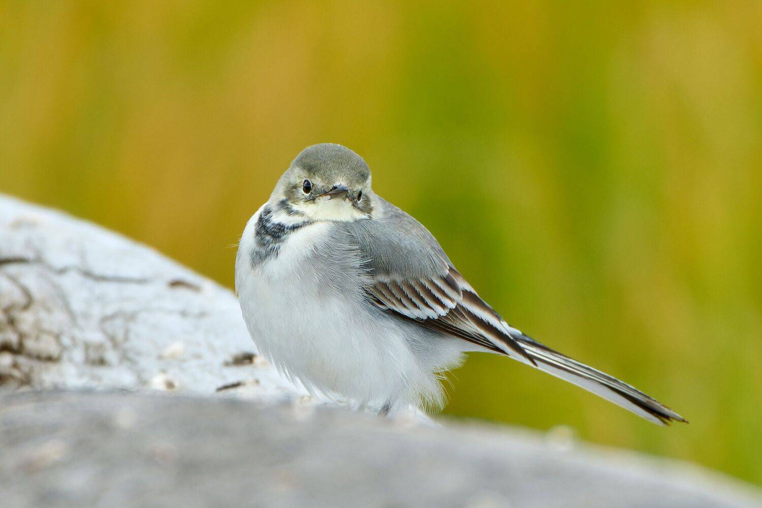 #bird #wildlife #nature #birdphotography, Александр Семенов