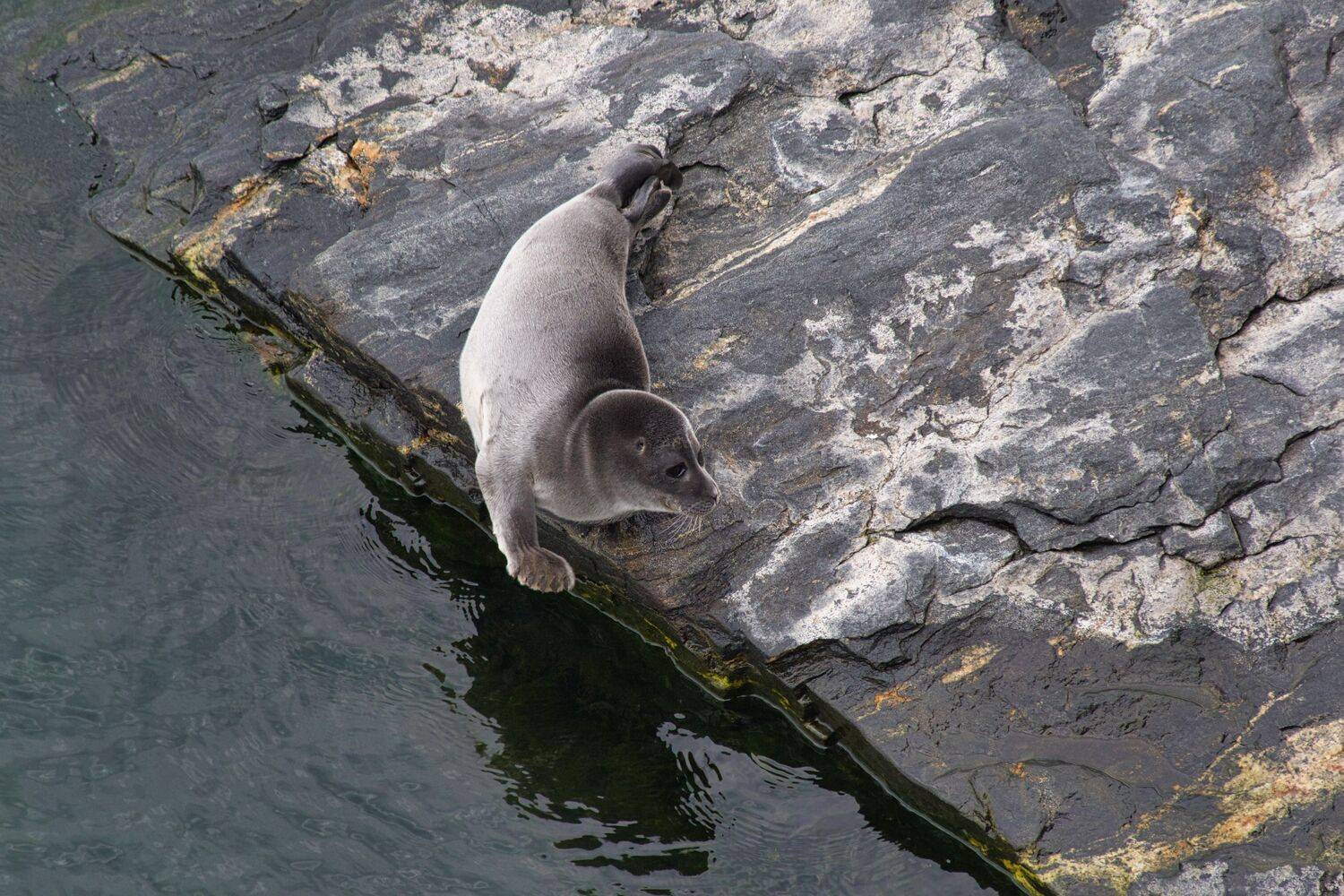 , Большаков Алексей