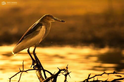 Indian Pond-Heron (Ardeola grayii)