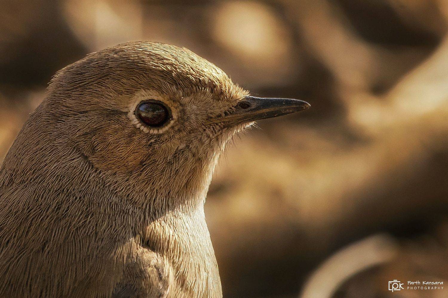black redstart, phoenicurus ochruros , grk, greater rann of kutch, nature, 35awards, 35photo, wildlife, birds, birds of india, parth kansara, parth kansara wildlife, indian wildlife, photo, photography, kutch, birds of kutch, nakhatrana, kutch wildlife,, parth kansara