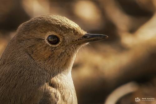 Black Redstart (Phoenicurus ochruros)