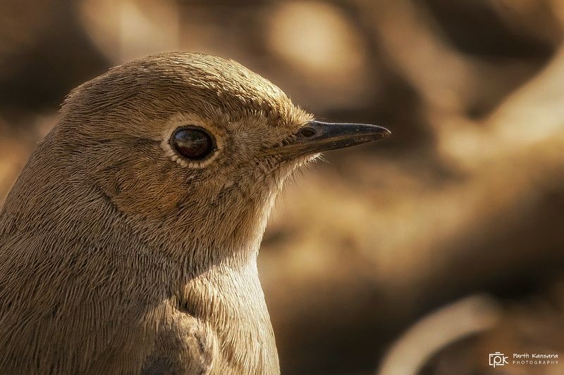 black redstart, phoenicurus ochruros , grk, greater rann of kutch, nature, 35awards, 35photo, wildlife, birds, birds of india, parth kansara, parth kansara wildlife, indian wildlife, photo, photography, kutch, birds of kutch, nakhatrana, kutch wildlife, Black Redstart (Phoenicurus ochruros) фото превью