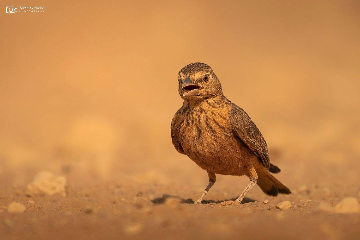 rufous-tailed lark, ammomanes phoenicura, grk, greater rann of kutch, nature, 35awards, 35photo, wildlife, birds, birds of india, parth kansara, parth kansara wildlife, indian wildlife, photo, photography, kutch, birds of kutch, nakhatrana, kutch wildlife, parth kansara