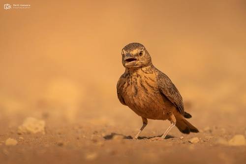 Rufous-tailed Lark (Ammomanes phoenicura)