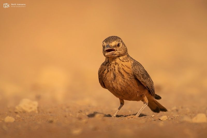 rufous-tailed lark, ammomanes phoenicura, grk, greater rann of kutch, nature, 35awards, 35photo, wildlife, birds, birds of india, parth kansara, parth kansara wildlife, indian wildlife, photo, photography, kutch, birds of kutch, nakhatrana, kutch wildlife Rufous-tailed Lark (Ammomanes phoenicura) фото превью