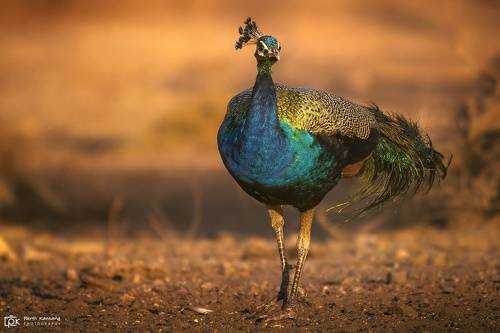 Indian Peafowl (Pavo cristatus)