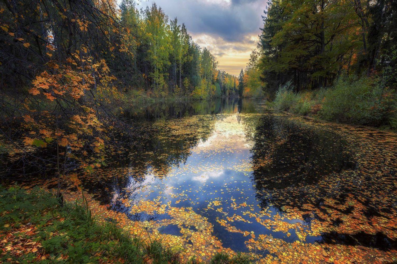 павловск осень октябрь пруд листопад закат, Скороходов Константин