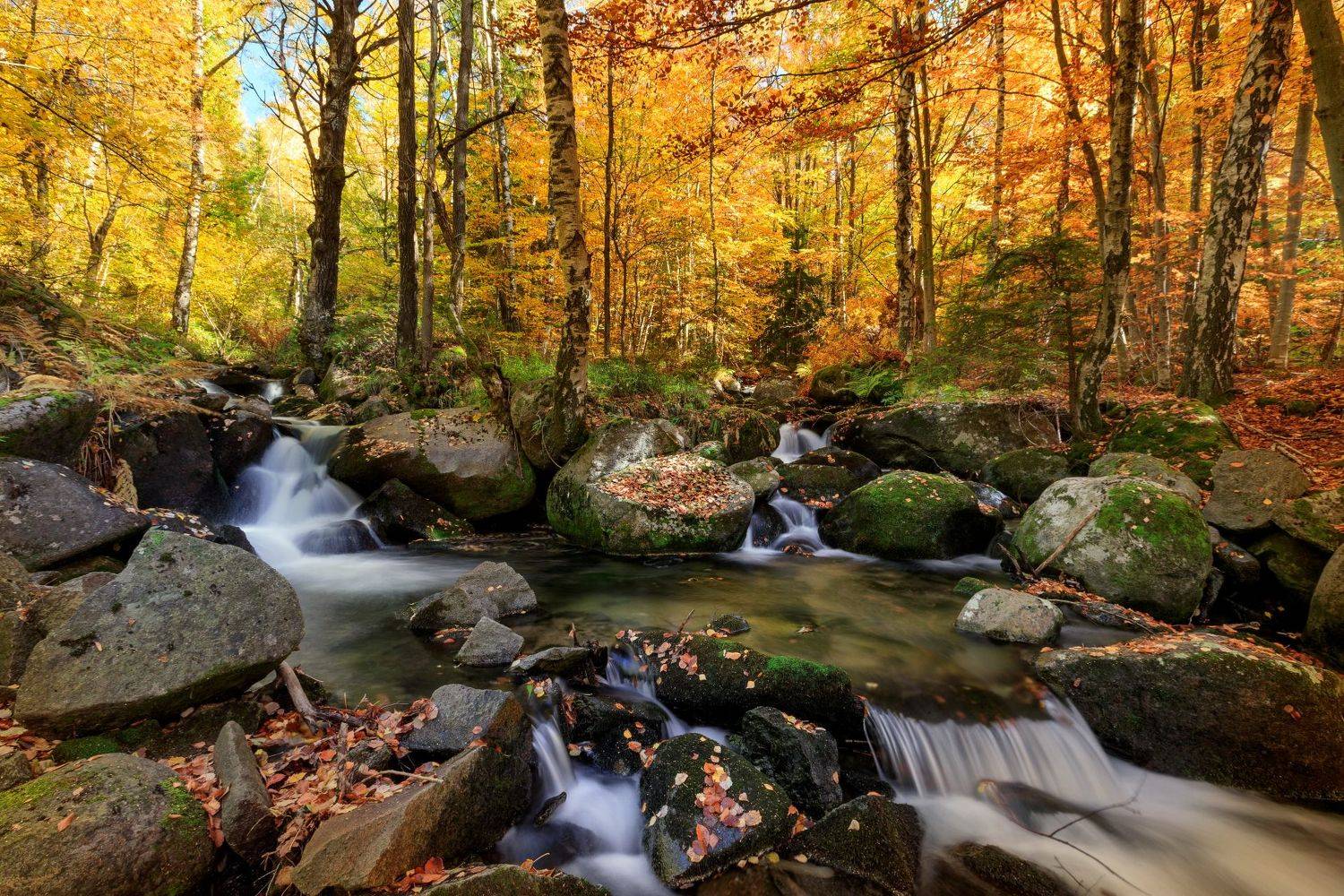 , Александър Сандев