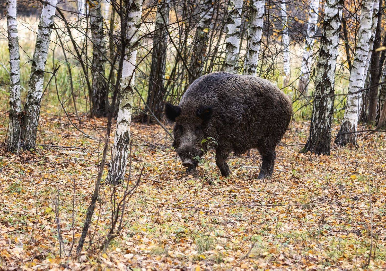 кабан, фотоохота, большая удача с элементами экстрима., Анатолий Салтыков