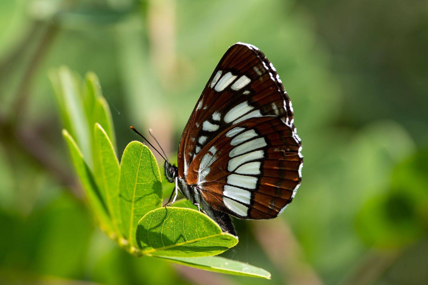 Neptis rivularis, butterfy, volgograd, russia, wildlife, , Сторчилов Павел