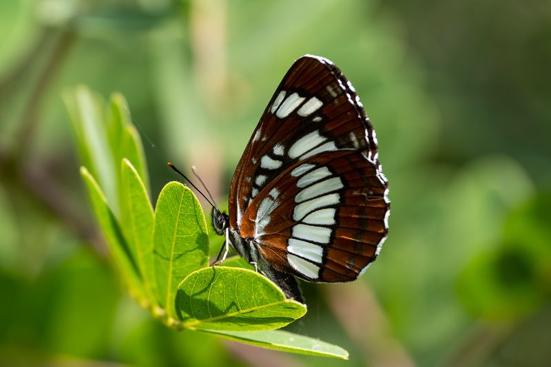 Neptis rivularis фото превью
