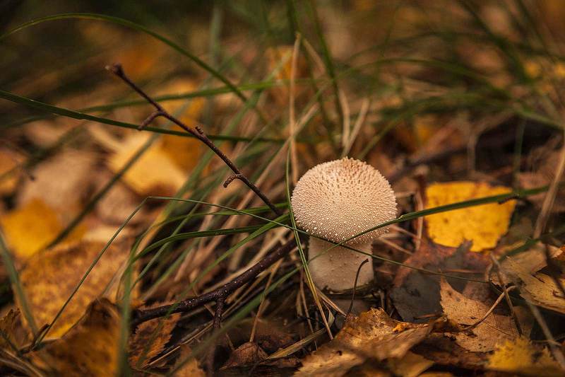 Дождевик (лат. Lycoperdon) фото превью