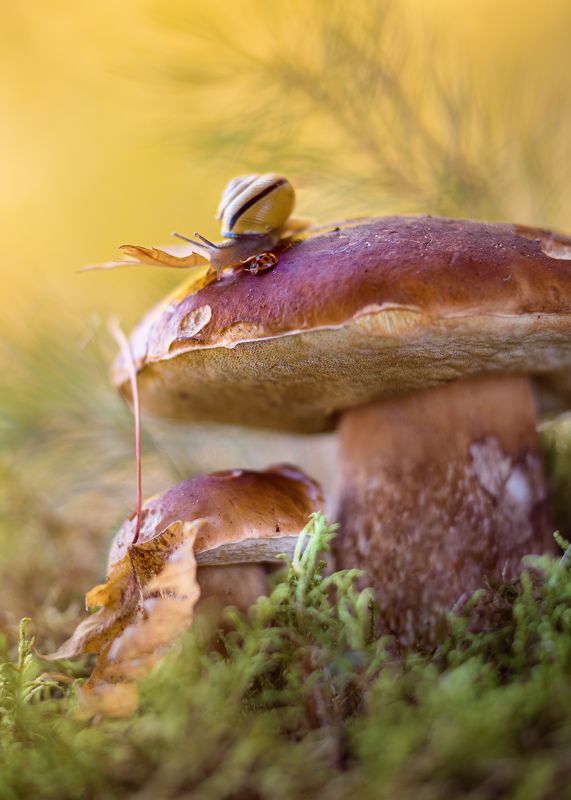 белый гриб, божья коровка, улитка, полет души, осень,беларусь К полету готовы! фото превью