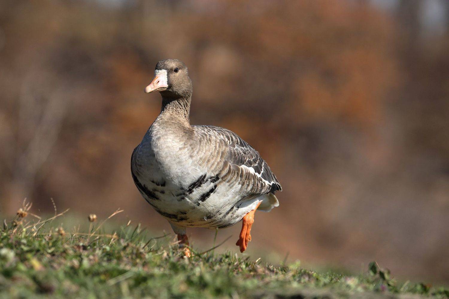 гусь, белолобый, остров, русский, октябрь, Евгений Слободской