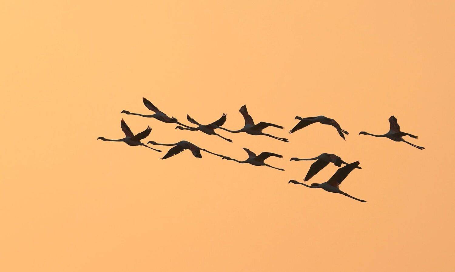 , Красимир Георгиев