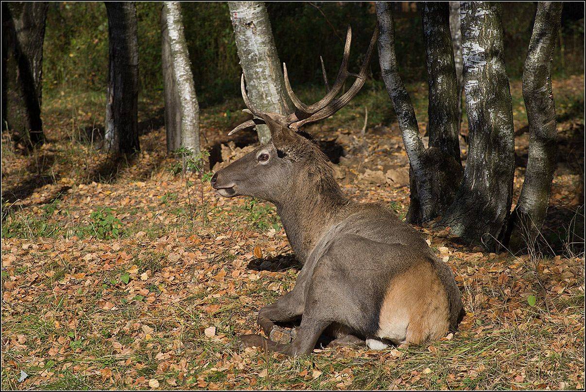 москва, лосиный остров, олень, АНАТОЛИЙ ДОВЫДЕНКО