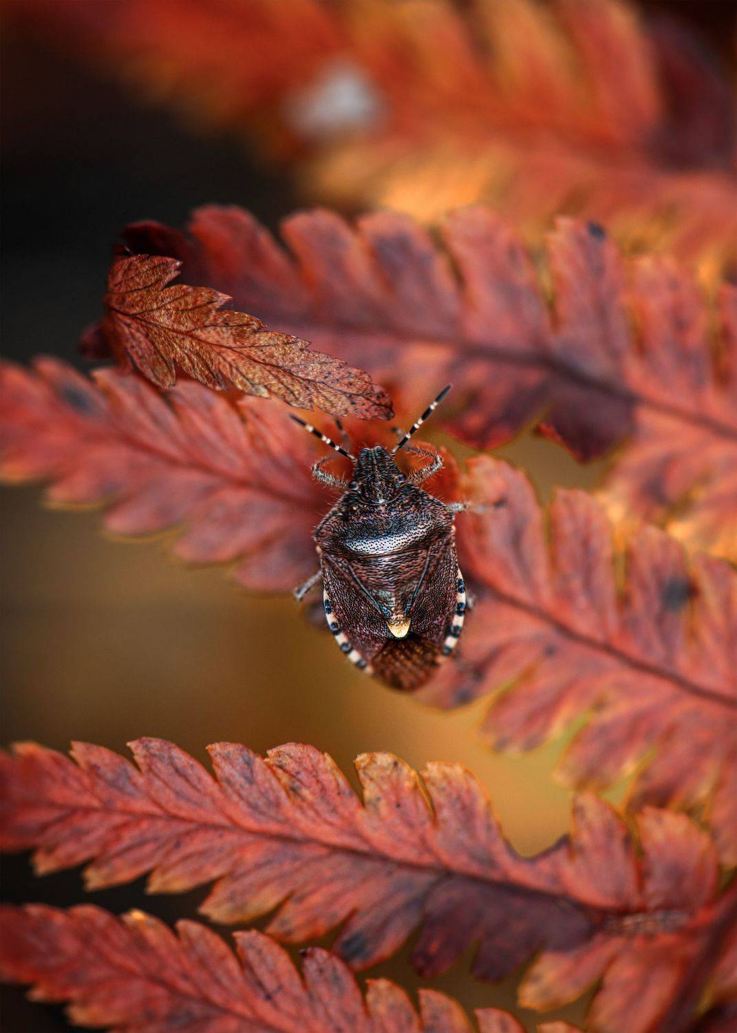 папоротник макро клоп, Третьякова Анастасия