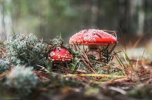 Мухоморчики