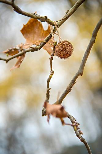 Autumn Details