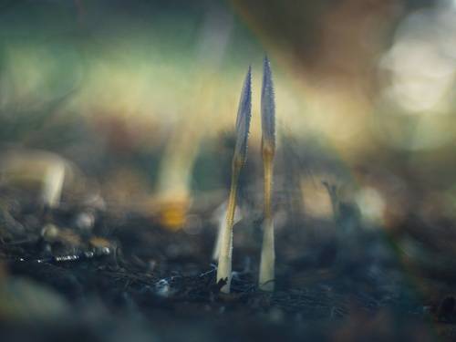 Октябрьские крокусы.