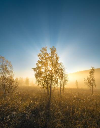 Дерево мира