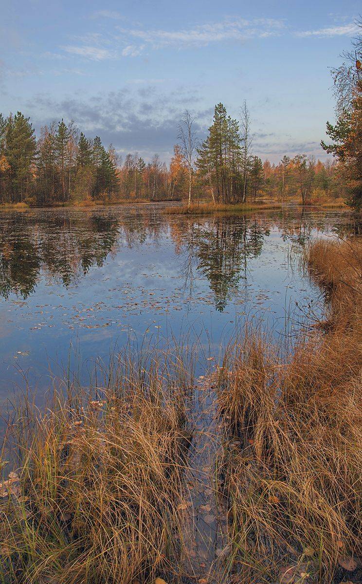осень,сестрорецкие болота, alexOmRam