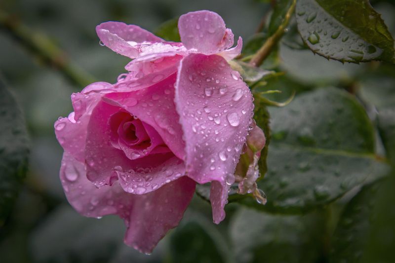 После дождя фото превью