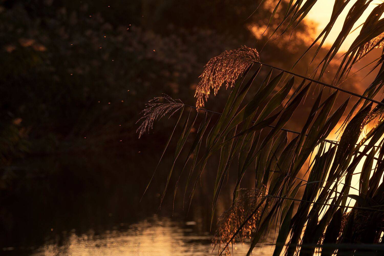 озеро, закат, Алексей Рыльский
