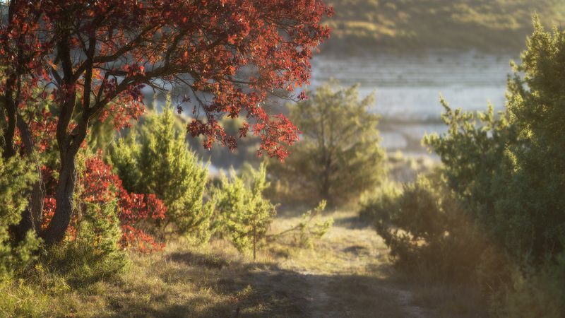 Скумпия в осенней расцветке фото превью
