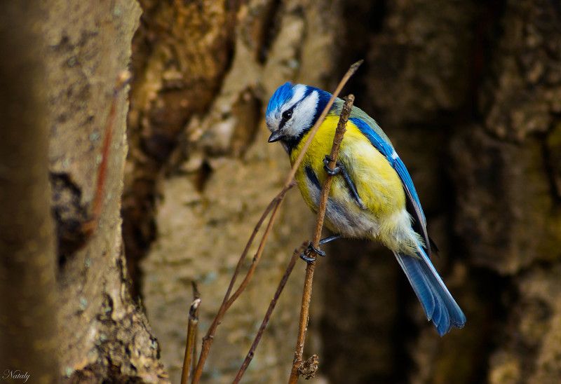 Лазоревка фото превью
