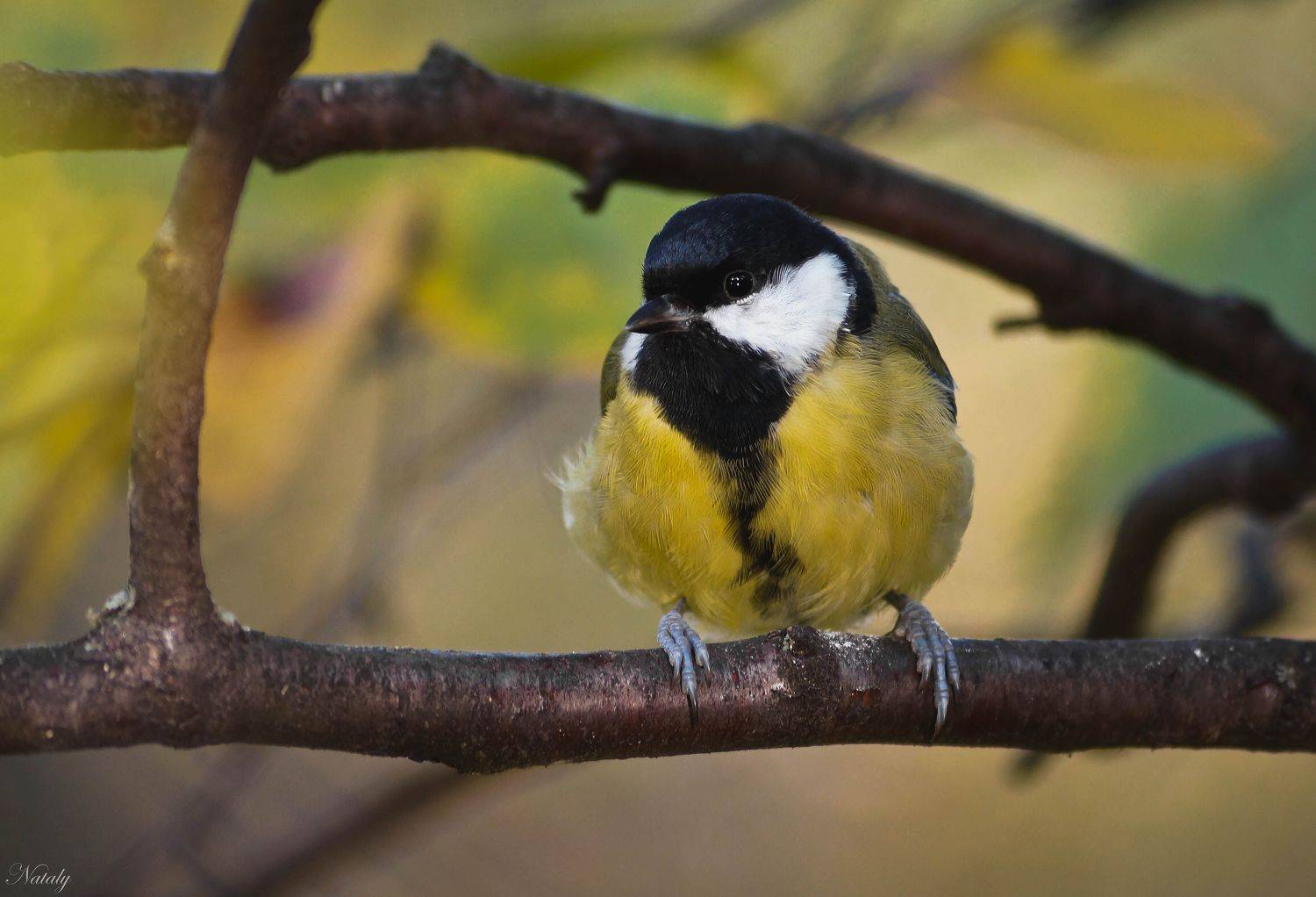 , Наталья Екимова