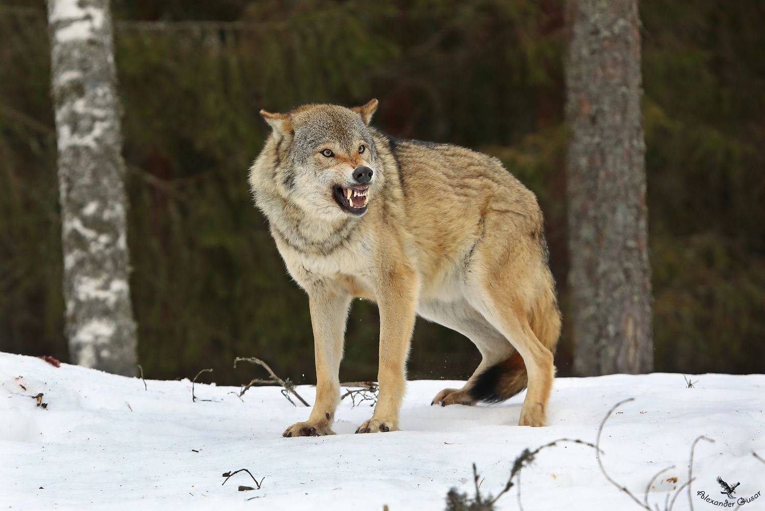 , Александр Гусар