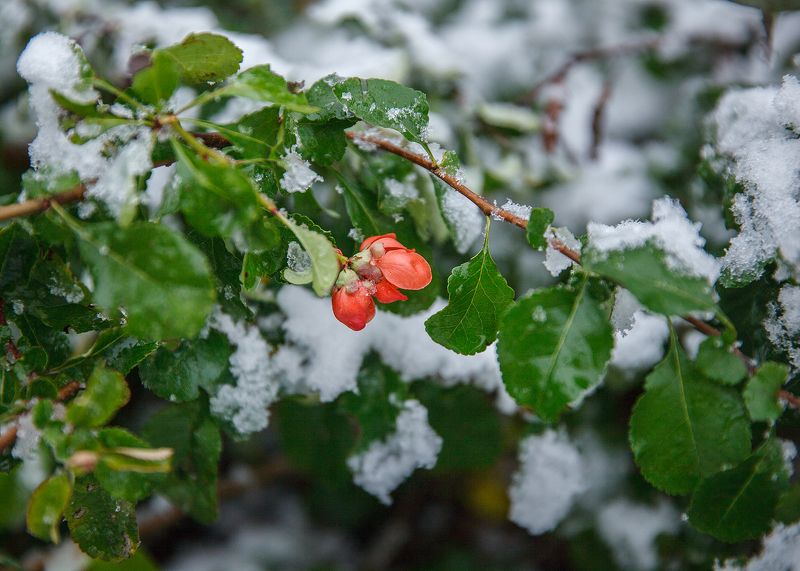 снег, листья, природа, сибирь, первый снег Первый снег фото превью