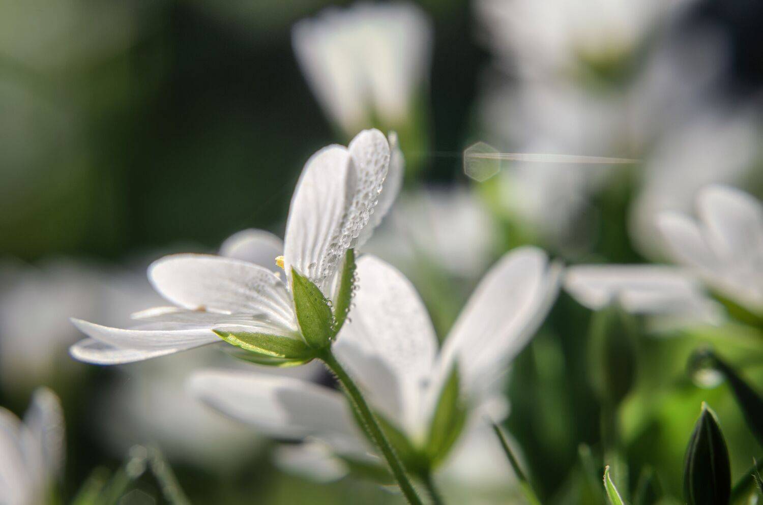 Капли росы, цветы, растения, весна, природа, Shadow Anna