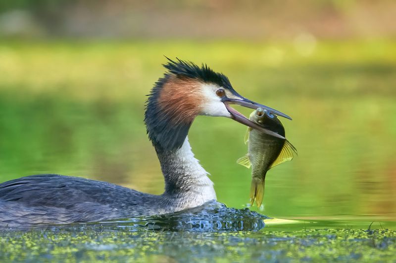 чомга,большая поганка,grebe,great crested grebe,Podiceps cristatus, Чомги фото превью