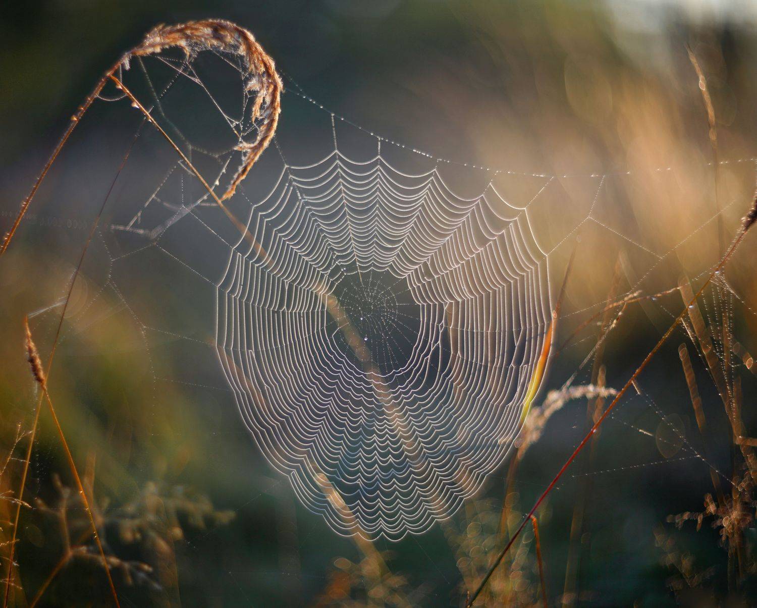 утро , паутина, Александр Свистков