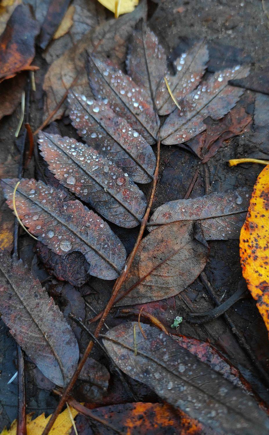 , Андрей Перешеин