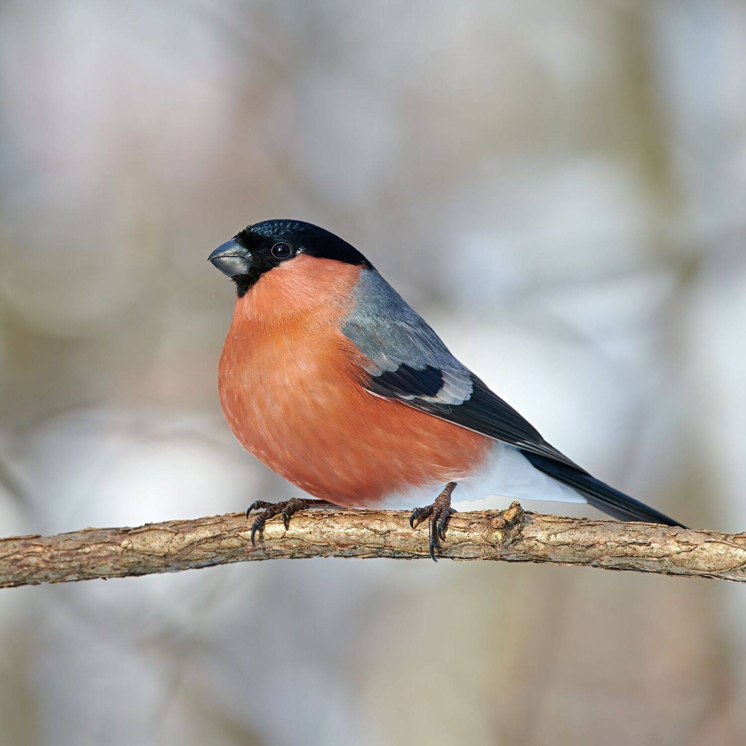 #bird #wildlife #nature #birdphotography, Александр Семенов