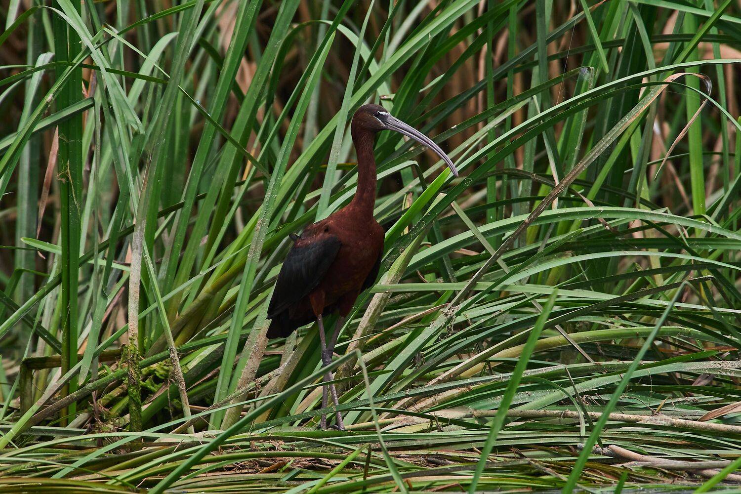 Plegadis falcinellus, bird, volgograd, russia, wildlife, , Сторчилов Павел