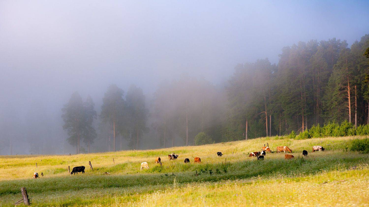 , Шустиков Дмитрий