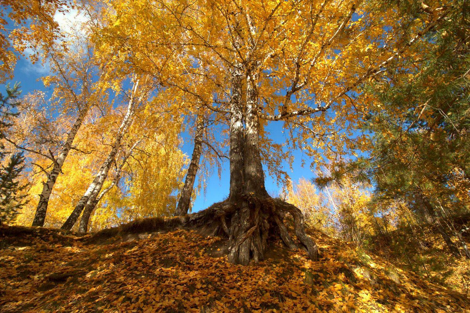 , Дмитрий Цыпляев