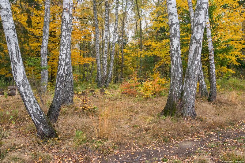природа, осень, лес, пейзаж  фото превью