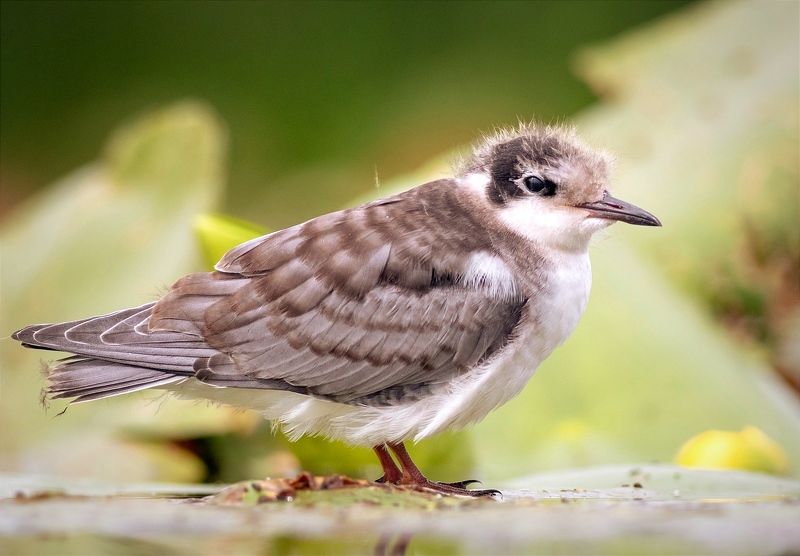 крачка, птицы, птенец, birds, птица, хотча Птенец болотной крачки фото превью