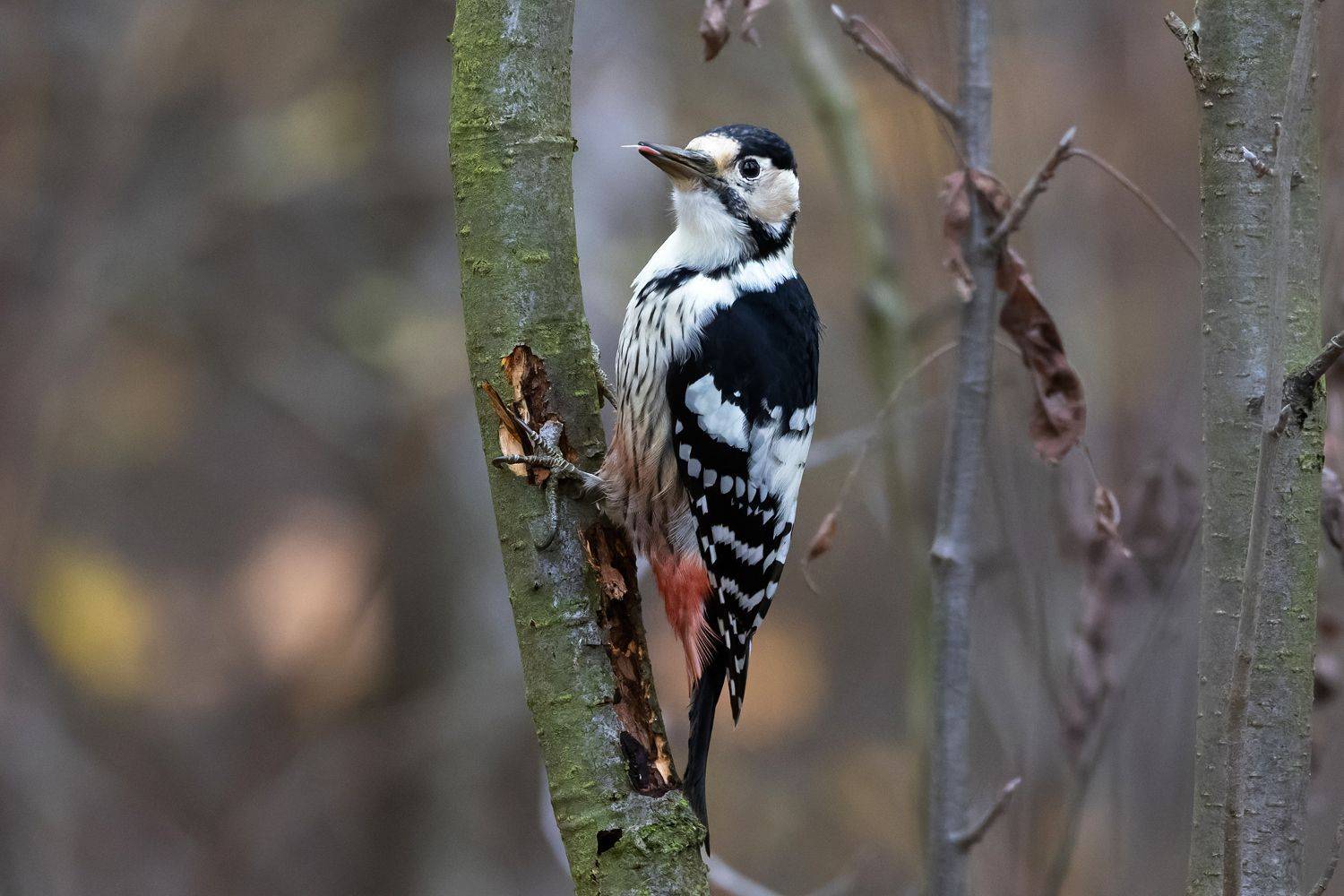 дятел, белоспинный дятел, птицы, фото птиц, Александр Шипиленко