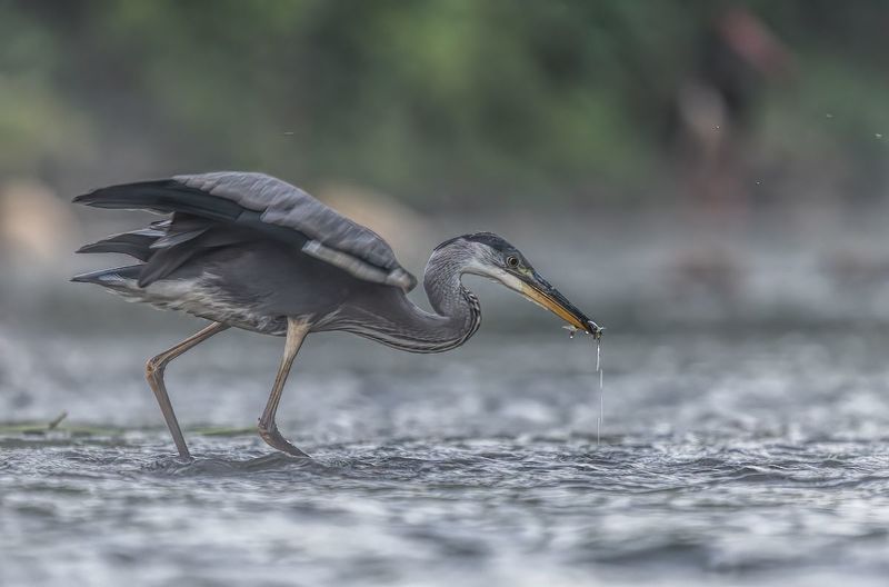 Czapla siwa фото превью